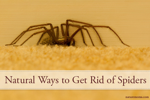 Get Rid of SPiders Naturally - No Chemicals!