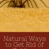 Natural Ways to Get Rid of Spiders