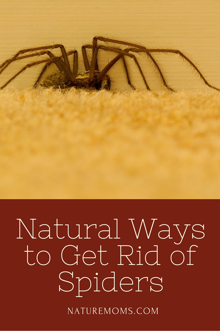 Natural Ways to Get Rid of Spiders
