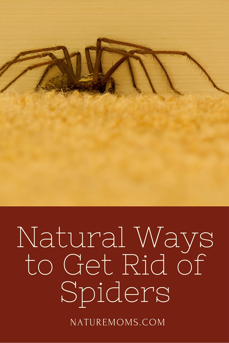 What Should You Do If You Find a Spider in Your House?