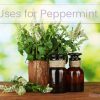 5 Uses for Peppermint Oil