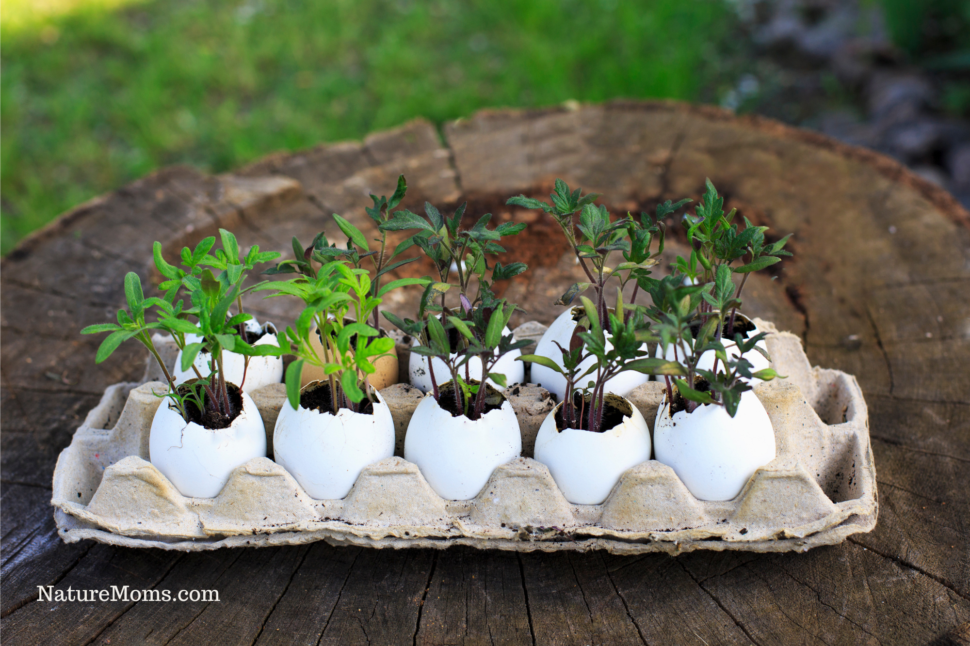 michele made me: Tutorial 1: Toilet Paper Roll Egg Carton Flowers