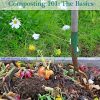 Composting – The Basics