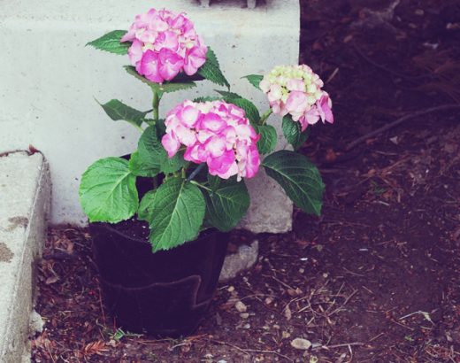 Flower Pots Made From Recycled Tires