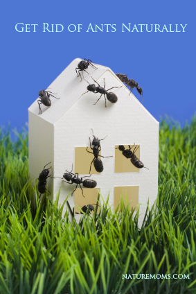 How to Get Rid of Ants Naturally