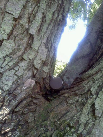 geocache found in tree