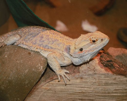 The “Green” Care and Feeding of Reptiles