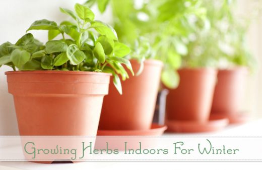 Growing Herbs Indoors For Winter