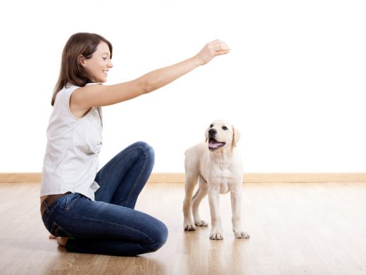 Free and Cheap Ways to Spend More Time with Your Dog