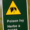 15 Natural Ways to Soothe and Heal Poison Ivy