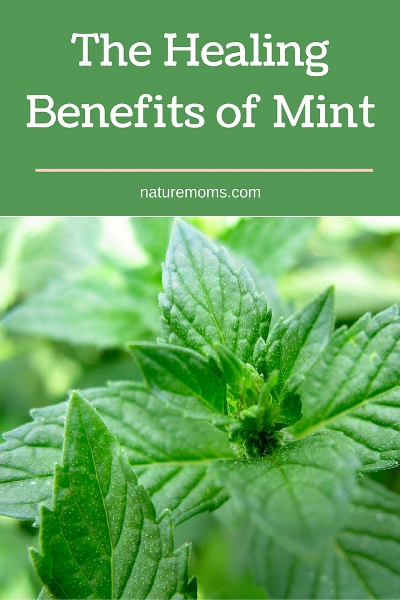 The Healing Benefits of Mint