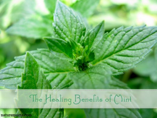 The Healing Benefits of Mint