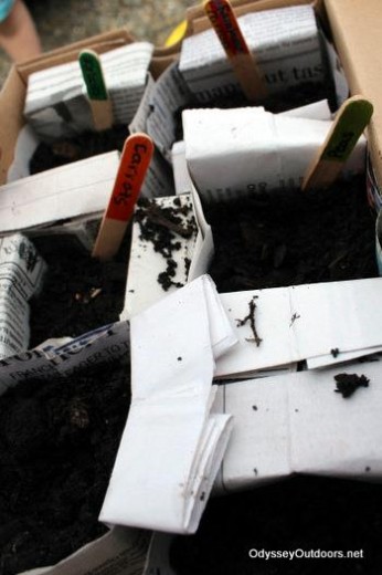 10 Steps to Planting Organic Veggies in Newspaper Pots