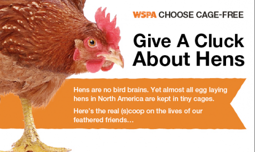 Give A Cluck – Choose Cage Free Eggs