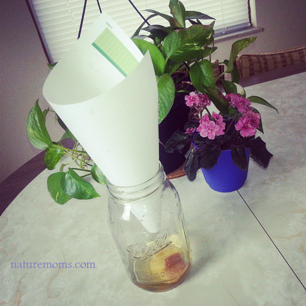 DIY Fruit Fly Trap for Getting Rid of Fruit Flies - The Homespun Hydrangea