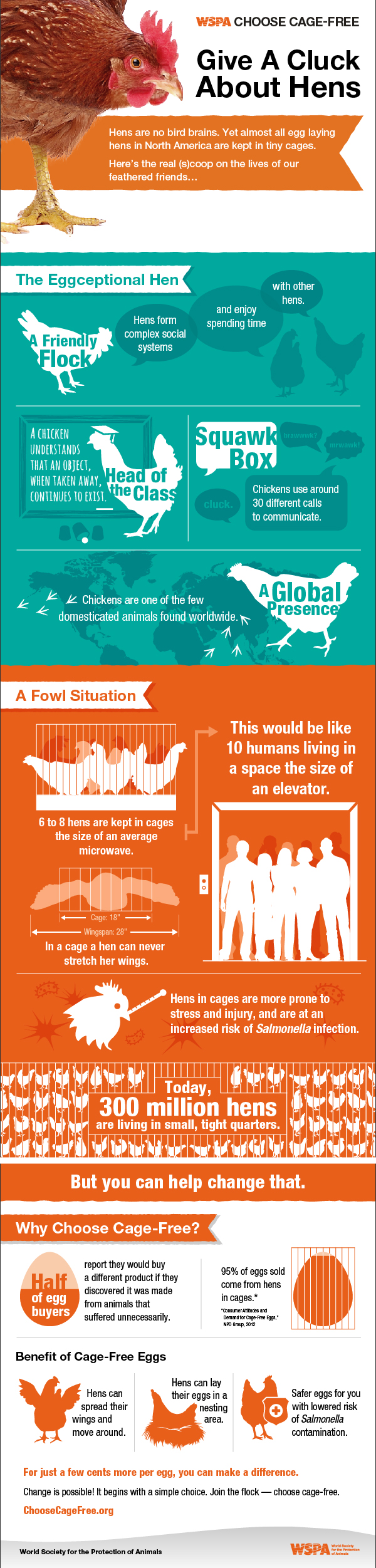 Give a Cluck and Choose Cage Free Eggs