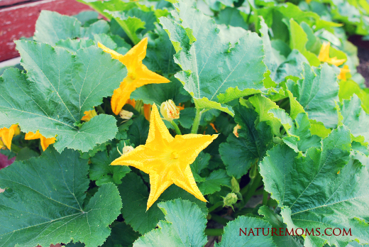 Pumpkin plants