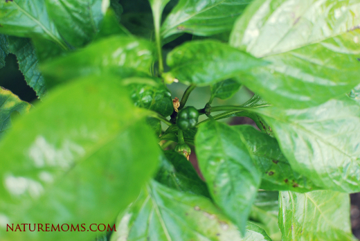 bell pepper plant