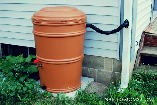 rain barrel in the garden