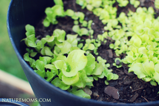 salad greens container garden