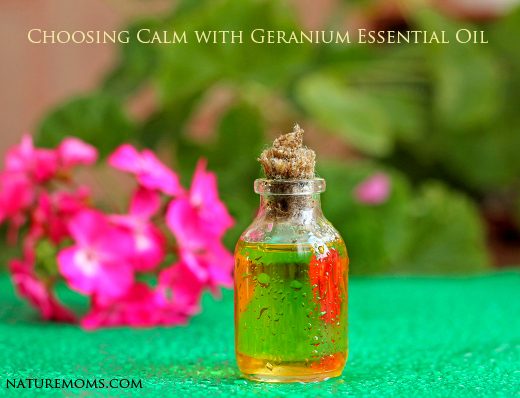 Choosing Calm with Geranium Essential Oil