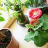 8 Easy to Grow Healthy Houseplants