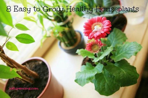 8 Easy to Grow Healthy Houseplants