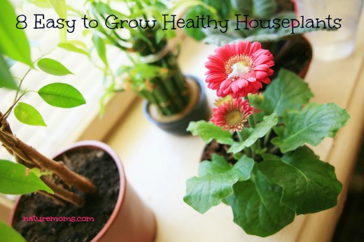 An image of nice plants on the sill