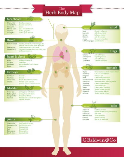 An Herb Body Map