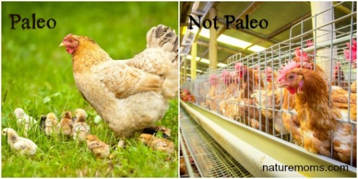 paleo versus not paleo meat eating can be sustainable