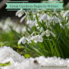 Great Gardens Begin in Winter