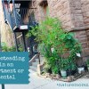 Homesteading in an Apartment, Condo or Rental