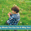 Healthy Weeds You Can Eat & Why You Should