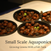 Small Scale Aquaponics – Growing Greens With a Fish Tank