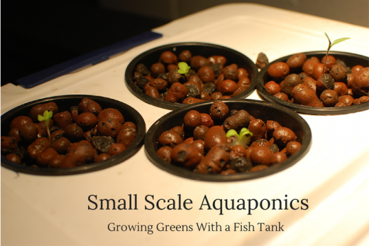 Small Scale Aquaponics Growing Greens With a Fish Tank