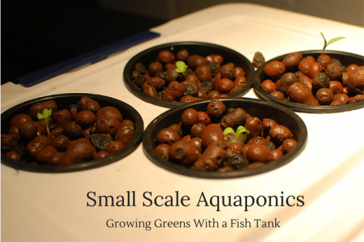 Small Scale Aquaponics – Growing Greens With a Fish Tank