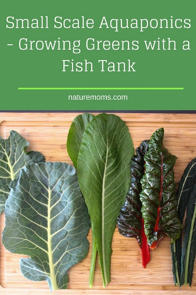 Small Scale Aquaponics fish tank