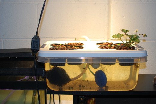 aquaponics system 003