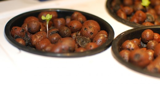aquaponics system 010