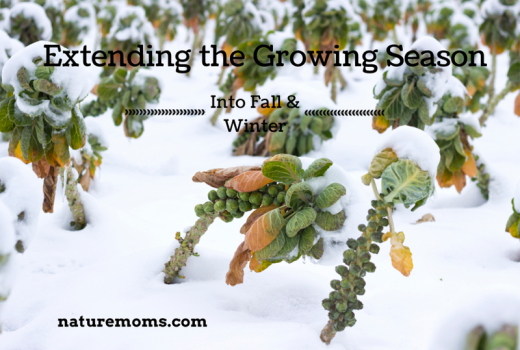 Extend the Growing Season Into Fall & Winter