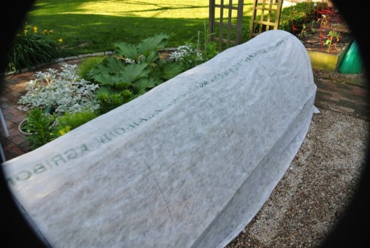 row cover for vegetable gardening in the winter