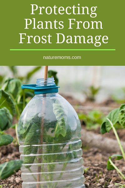 Protecting Plants From Frost Damage