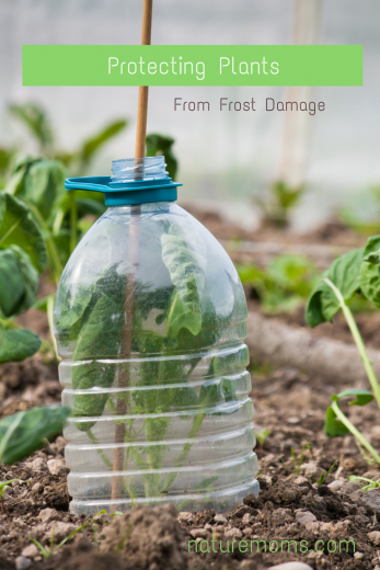 Protecting Plants From Frost Damage