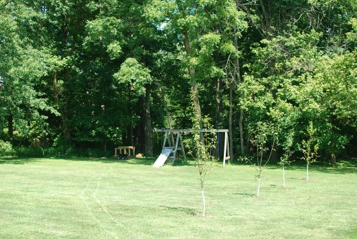 suburban homestead with fruit trees