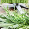 Preserving Fresh Herbs