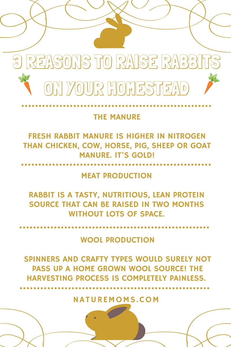 3 reasons to raise rabbits homestead