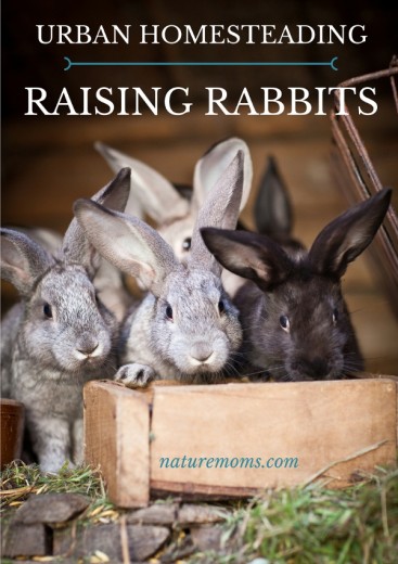 Urban Homesteading – Raising Rabbits