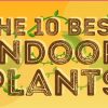 The 10 Best Indoor Plants