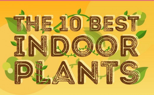 The 10 Best Indoor Plants