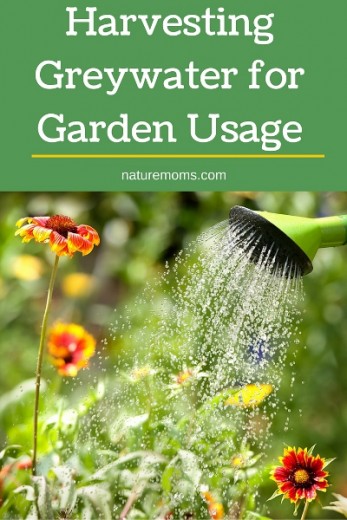 Harvesting Greywater for Garden Usage